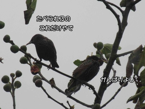 朝の月 6