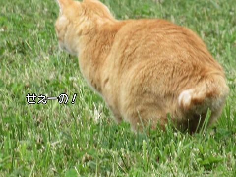 捕獲 2