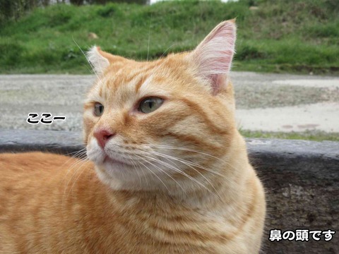 反省してる 2