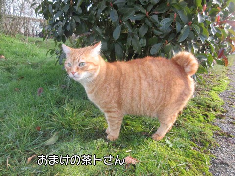 ラストガレット 9