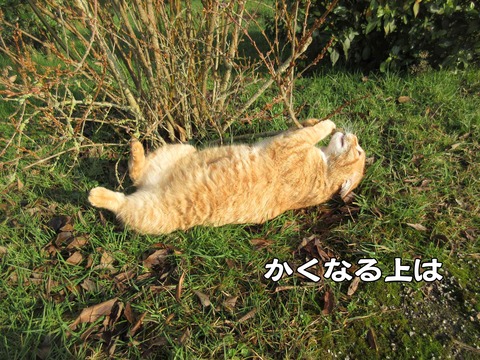 行き倒れ 4