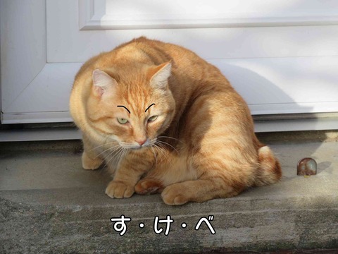 ダンゴムシ 10