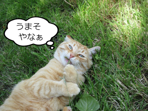 BlogPaint