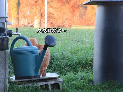 冬の庭 8