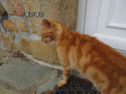 茶トラ 2