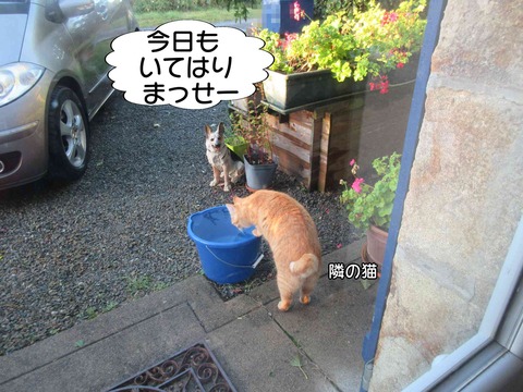 水飲み 1