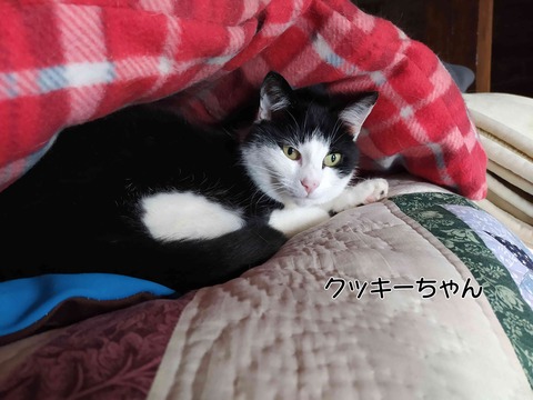 クッキーちゃん 1