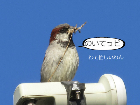 BlogPaint