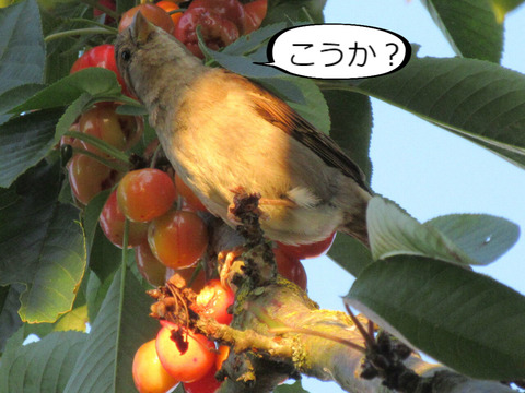 BlogPaint
