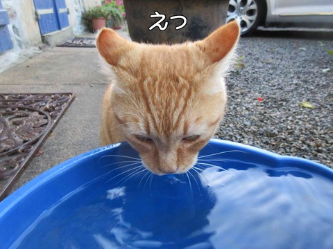 水飲み　2