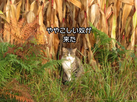 そこ 2