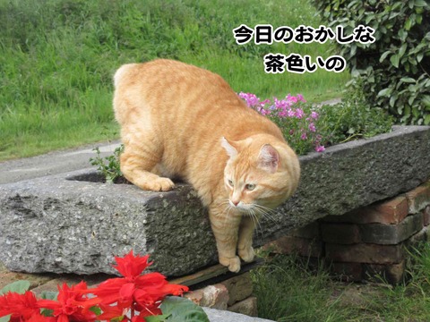 アスパラガス 10