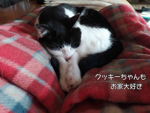 さくら 8