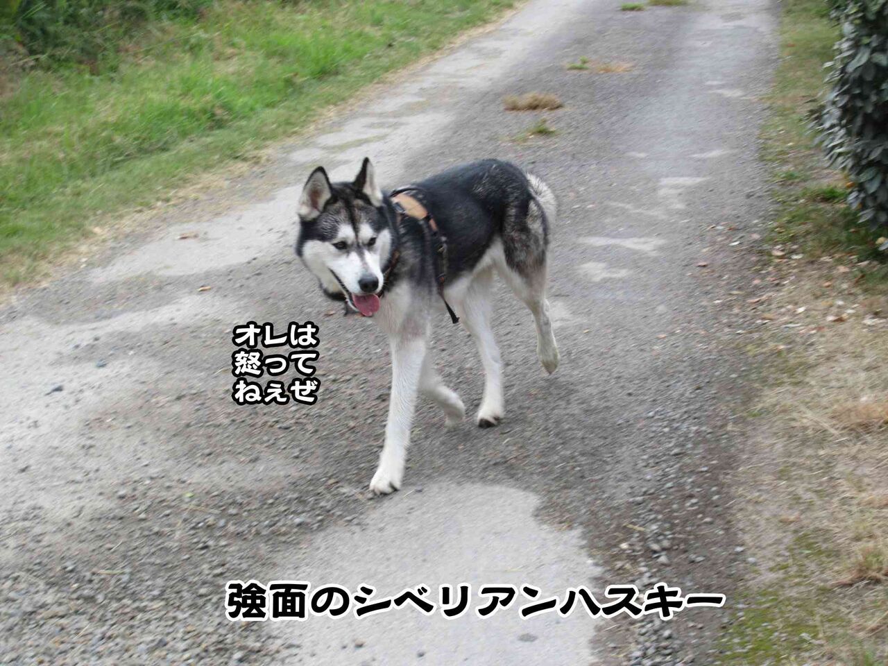 シベリアンハスキーvs黒ちゃん ソワレが要らないフランス暮らし シベリアンハスキーvs黒ちゃん ソワレが要らないフランス暮らし
