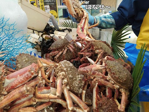 マトウダイ 9