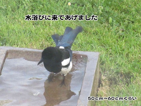 カササギ 2