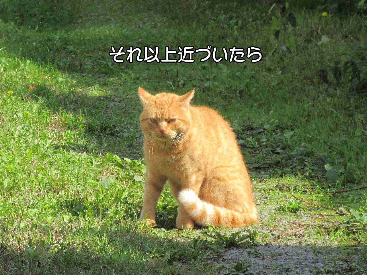 尻尾が長い茶トラと仁義なき戦い 中編 ソワレが要らないフランス暮らし 尻尾が長い茶トラと仁義なき戦い 中編 ソワレが要らないフランス暮らし