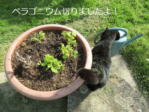 BlogPaint