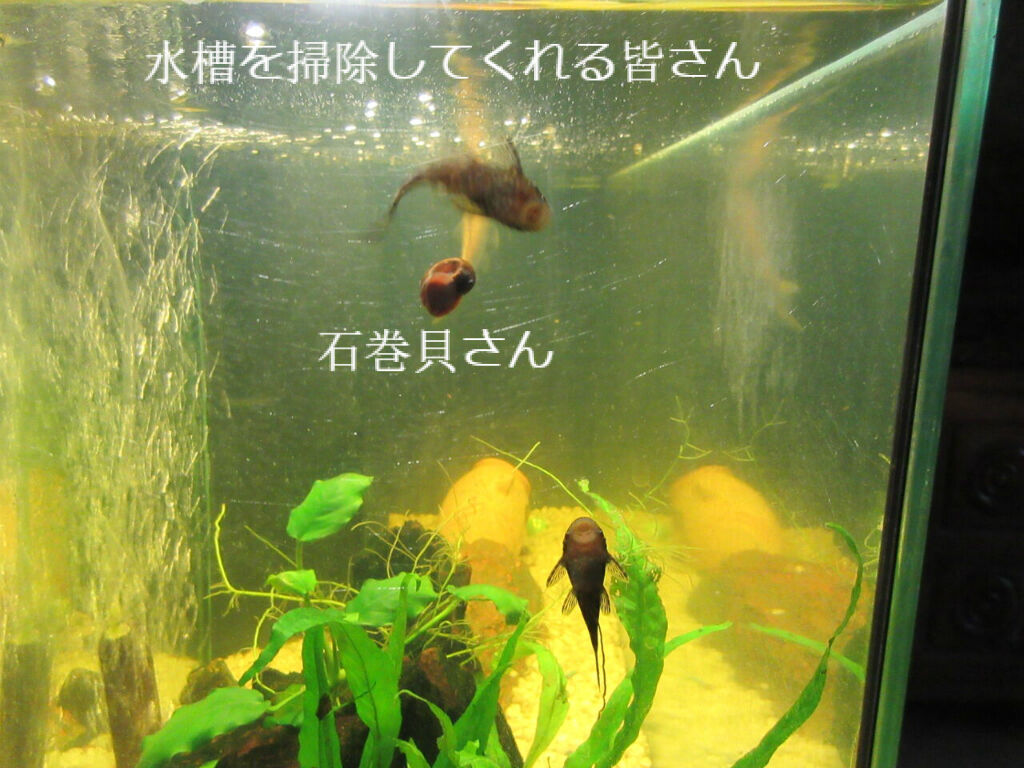 風紀が乱れる金魚鉢 ソワレが要らないフランス暮らし