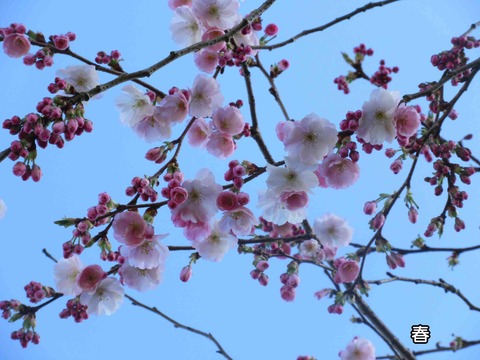 庭の桜　5