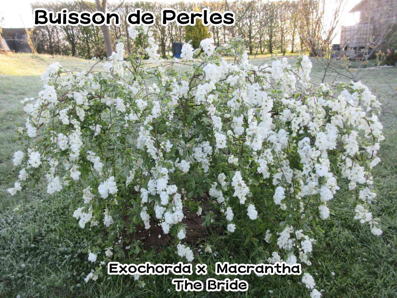 果樹の花が凍る朝 ソワレが要らないフランス暮らし