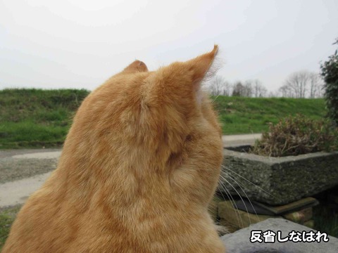 反省してる 4