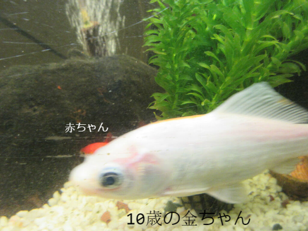 そんなに長生きなの 後編 ソワレが要らないフランス暮らし