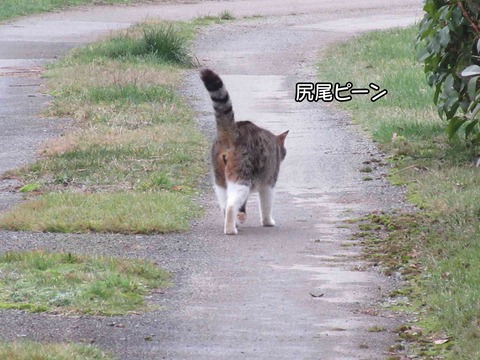 後ろ姿　5