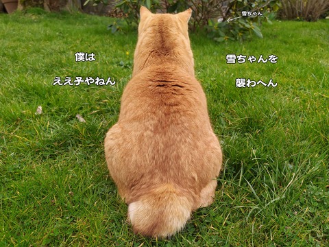 庭の平和 4