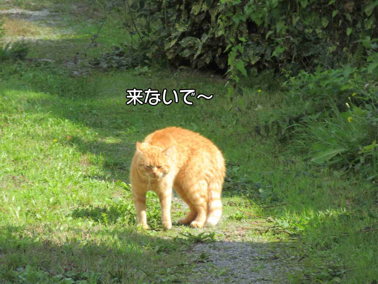 尻尾が長い茶トラと仁義なき戦い 中編 ソワレが要らないフランス暮らし 尻尾が長い茶トラと仁義なき戦い 中編 ソワレが要らないフランス暮らし