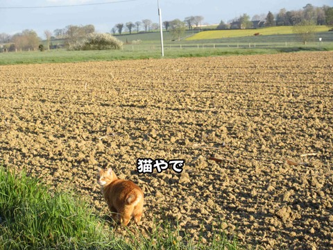 後ろの畑 3