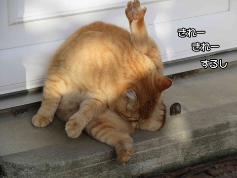 ダンゴムシ 5
