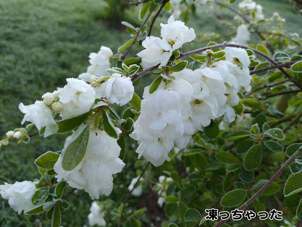 果樹の花が凍る朝 ソワレが要らないフランス暮らし