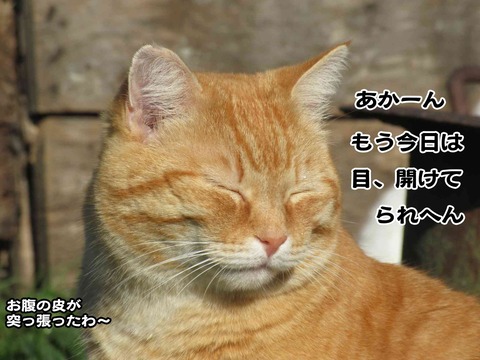 今日もサボり 4