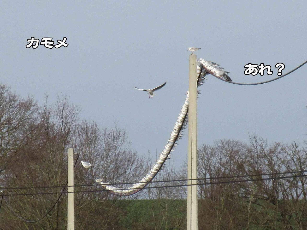足止めされているサーカス団 ソワレが要らないフランス暮らし