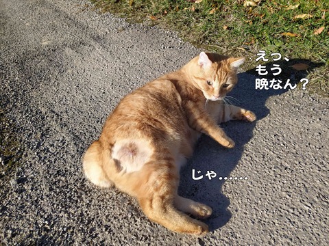 モデル 3