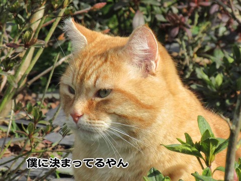 あなたはどっち 6