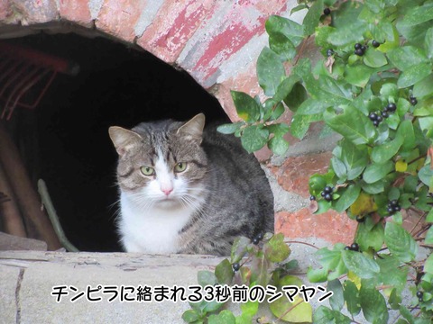 チンピラ 1