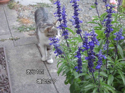 続猫散歩 10