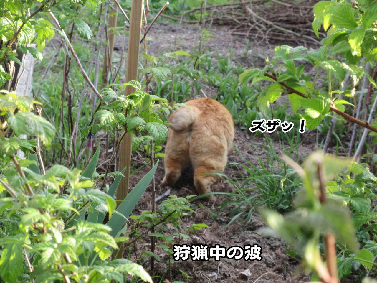 いよいよ健康衛生パスの導入へ ソワレが要らないフランス暮らし