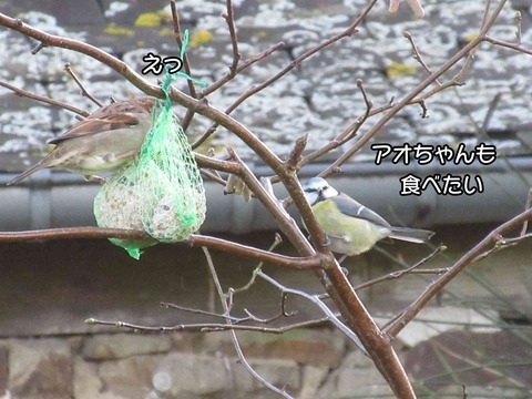 アオガラスズメ 2