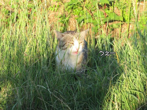 続散歩 5