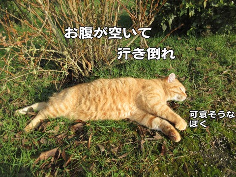 行き倒れ 1