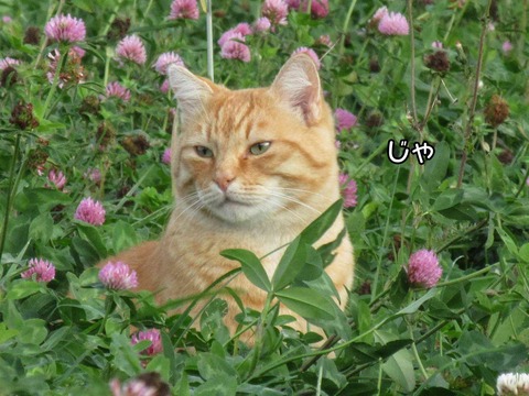 うさぎ 5