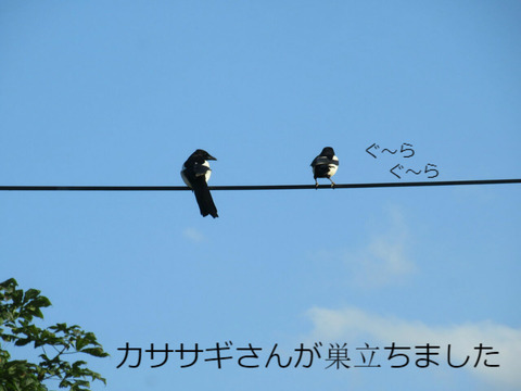 BlogPaint