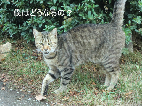 BlogPaint