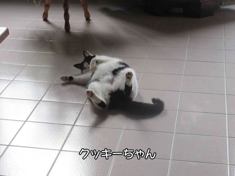 クッキーちゃん 1