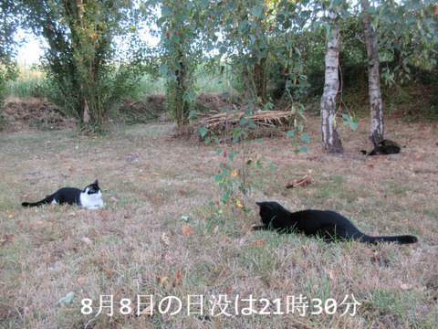 BlogPaint