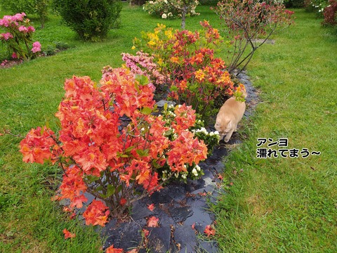 雨が降る 4