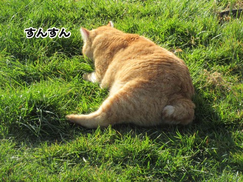 すーはー 3